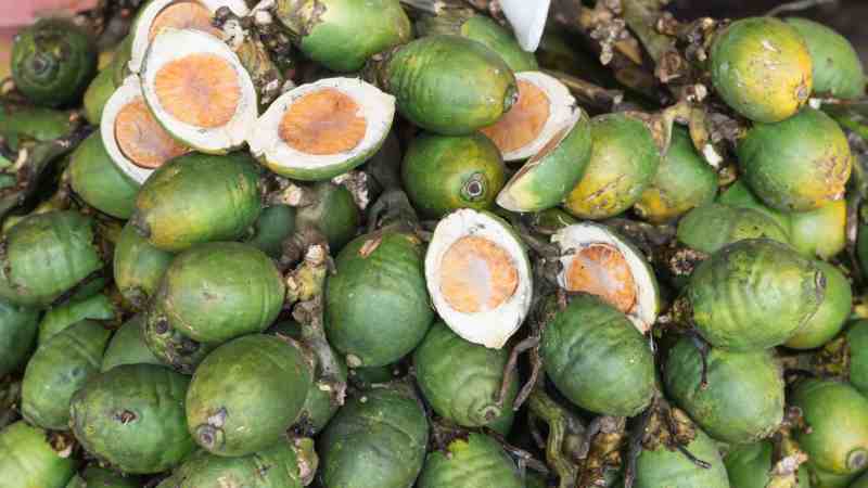 Premium Betel Nut